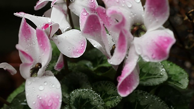 雨中粉红色和白色的仙客来视频素材