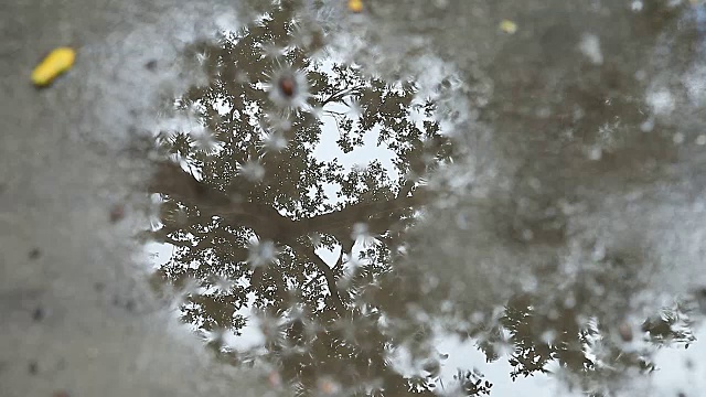 雨水坑映出树视频素材