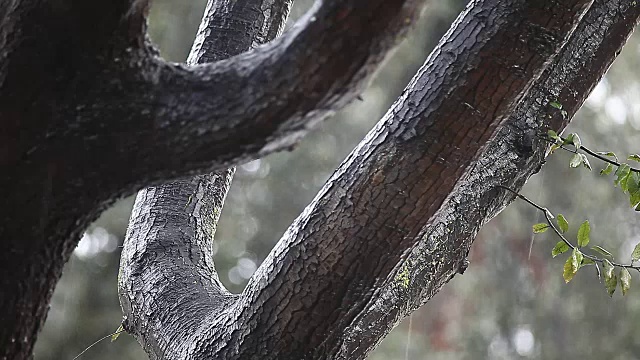 雨落在橡树上视频素材