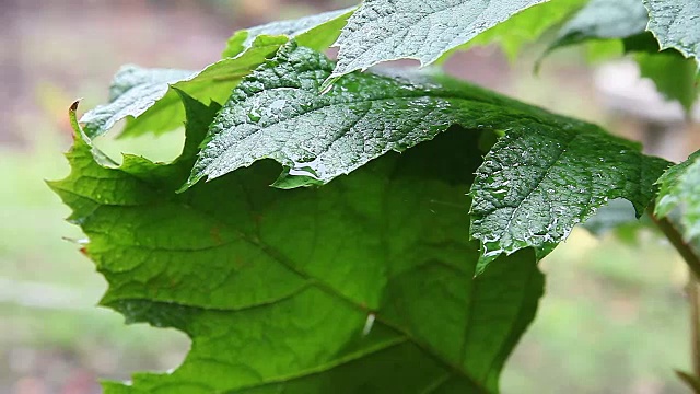 雨中的橡树叶绣球花视频素材