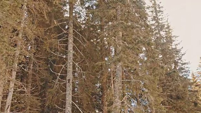 冬天山上的雪树视频素材