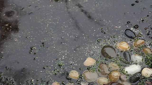 雨落在岩石和dichondra上视频素材