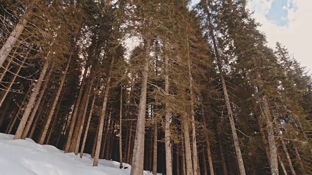 冬天山上的雪树视频素材