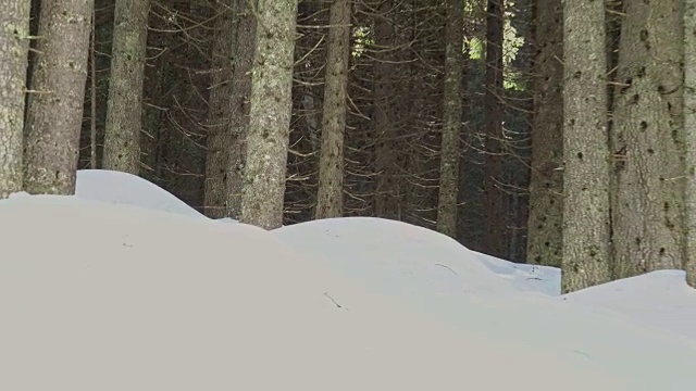 冬天山上的雪树视频素材