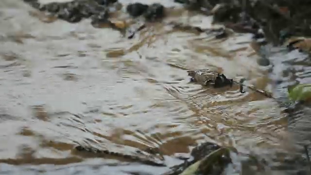 从排水沟下起的大雨视频素材