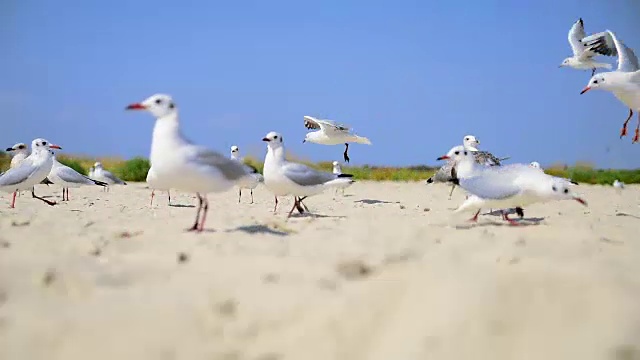 一群海鸥视频素材