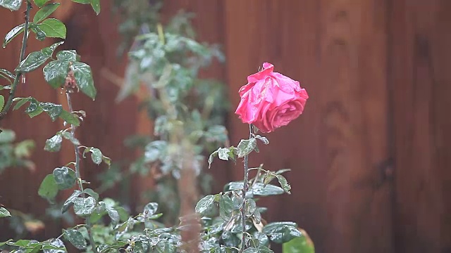 大雨中的红玫瑰视频素材