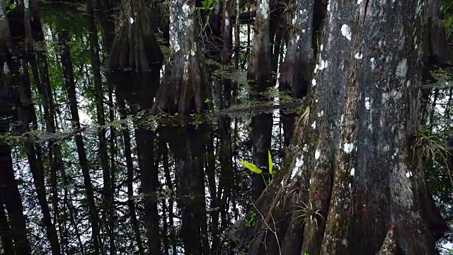 秃柏树，六英里柏树泥沼保护区，迈尔斯堡，美国，佛罗里达，美国视频素材