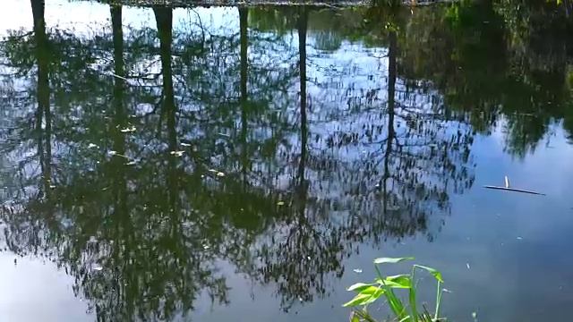 绿礁湿地，佛罗里达，美国，美国视频素材