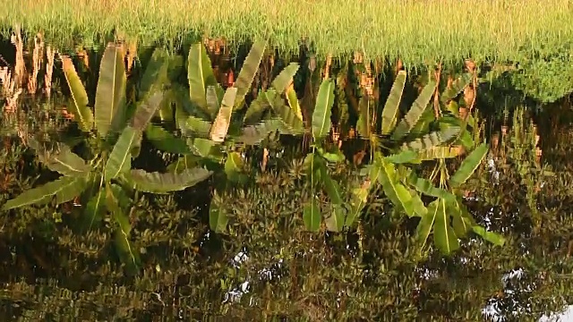 池塘中香蕉树的倒影视频素材