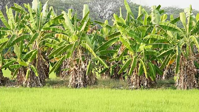 香蕉树在地里视频素材