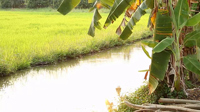 香蕉树在地里视频素材