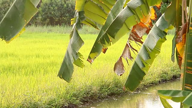 香蕉树在地里视频素材