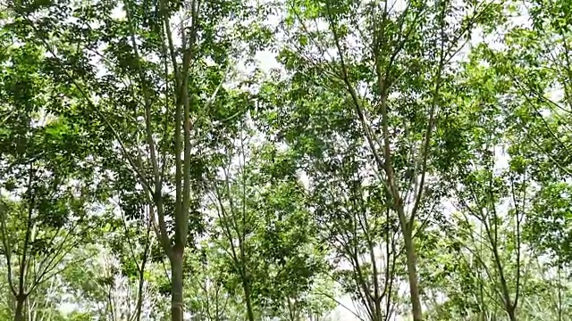 从泰国的一棵橡胶树中提取乳胶视频素材