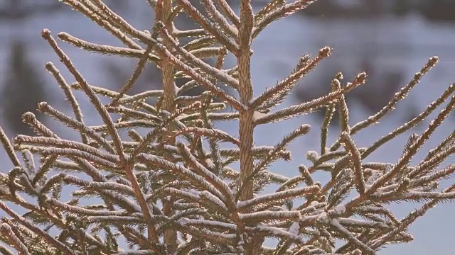 冬天山上的雪树视频素材