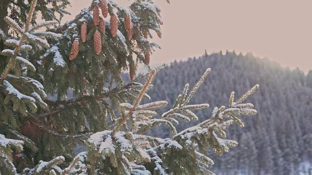 冬天山上的雪树视频素材