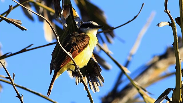 哥斯达黎加的大Kiskadee, Pitangus suluratus视频素材