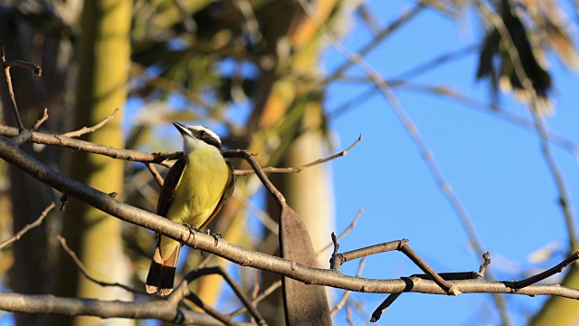 大Kiskadee, Pitangus suluratus，来自哥斯达黎加视频素材