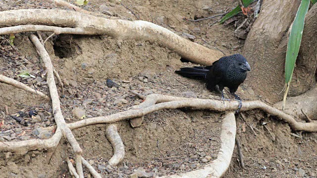 哥斯大黎加Crotophaga sulcirostris，纹嘴阿尼视频素材