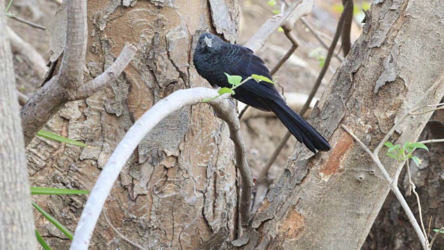 哥斯大黎加的沟嘴阿尼，Crotophaga sulcirostris视频素材