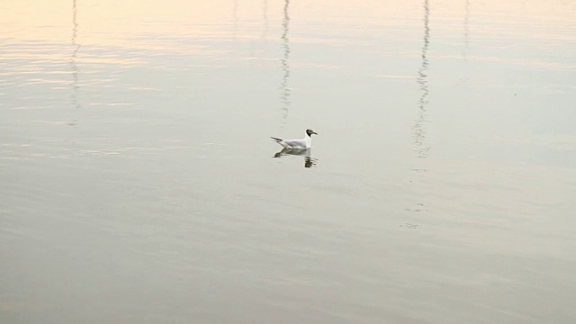 一只海鸥漂浮在水面上视频素材