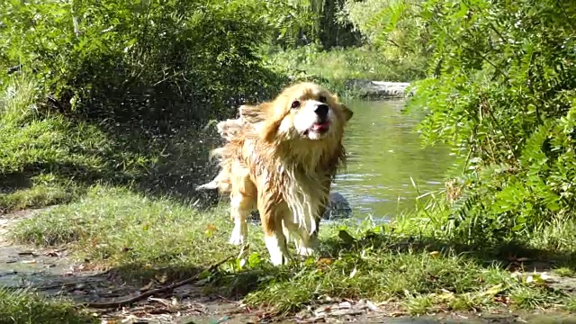 在河边摇动毛茸茸的威尔士柯基犬视频素材