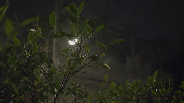 夜间热带暴雨视频素材