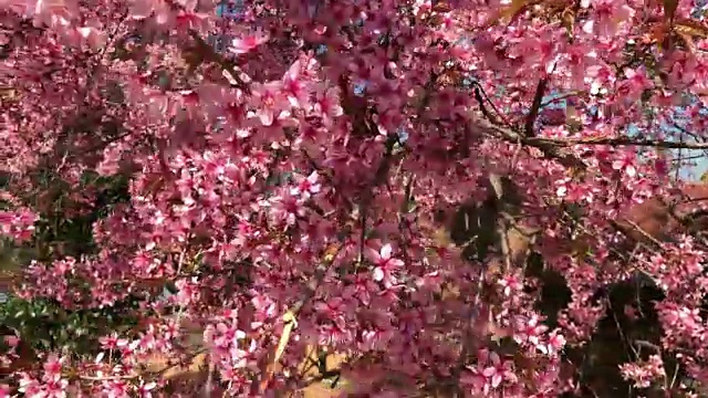 春天樱花盛开的季节视频素材