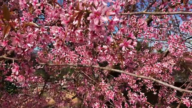 春天樱花盛开的季节视频素材