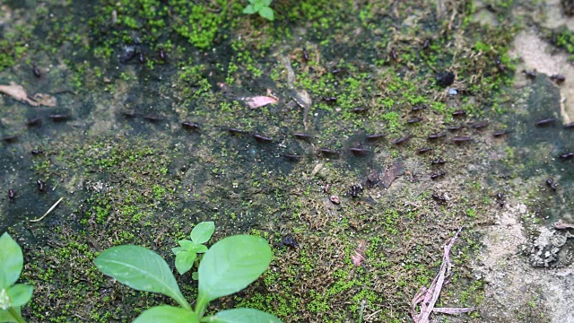 一群黑蚂蚁在水泥路面上行走视频素材