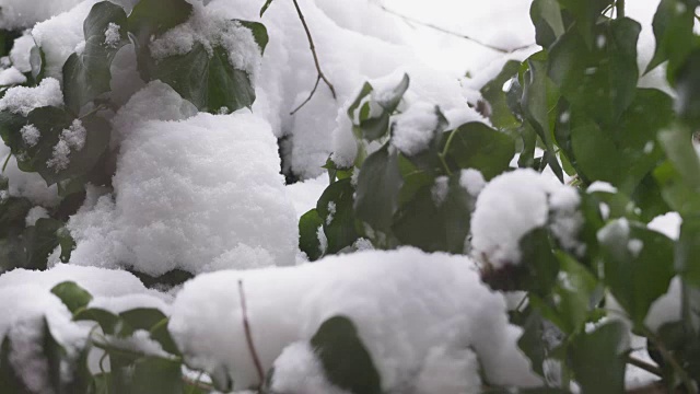 冬天的第一场雪。白雪覆盖的常青藤叶子。视频素材