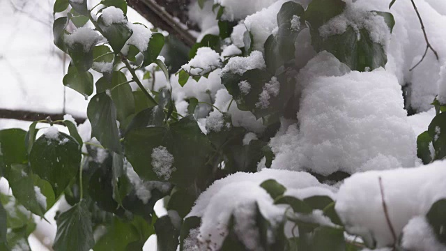 冬天的第一场雪。白雪覆盖的常青藤叶子。视频素材