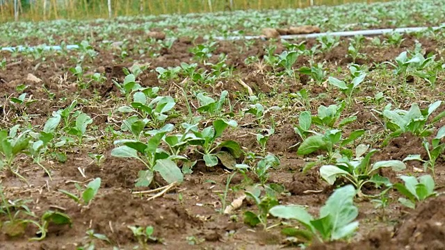 中国羽衣甘蓝蔬菜在花园里视频素材