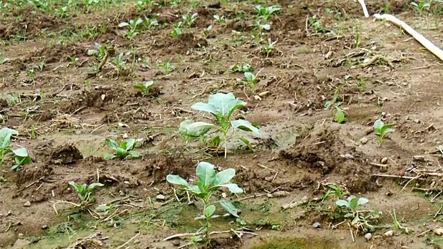 中国羽衣甘蓝蔬菜在花园里视频素材