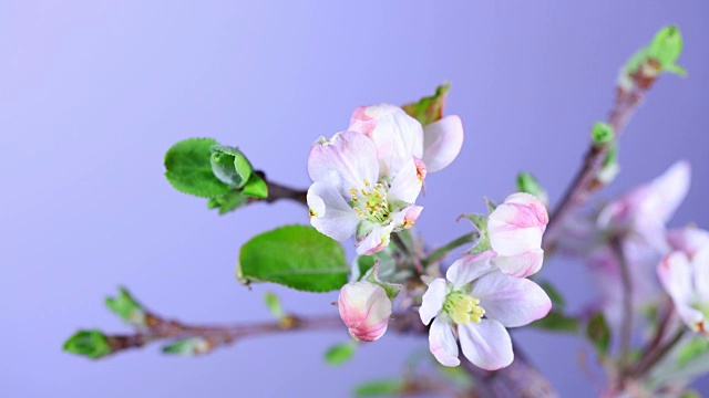 苹果树开花。全高清视频视频素材