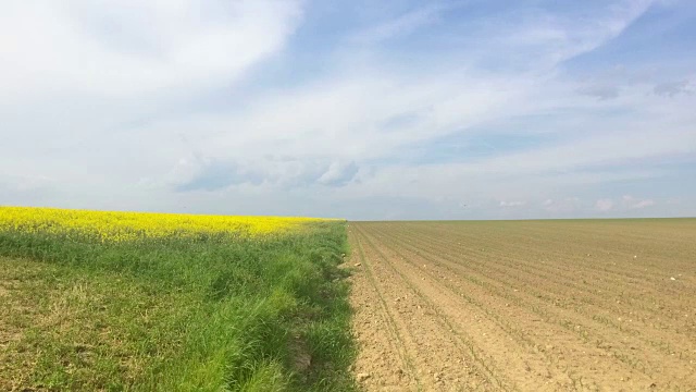 油菜籽领域视频素材