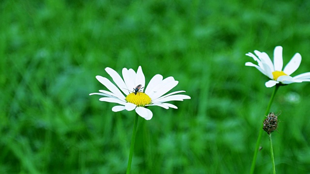 草地上的甘菊花。视频素材