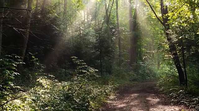 清晨森林里的树木在雨后升起了阳光视频素材