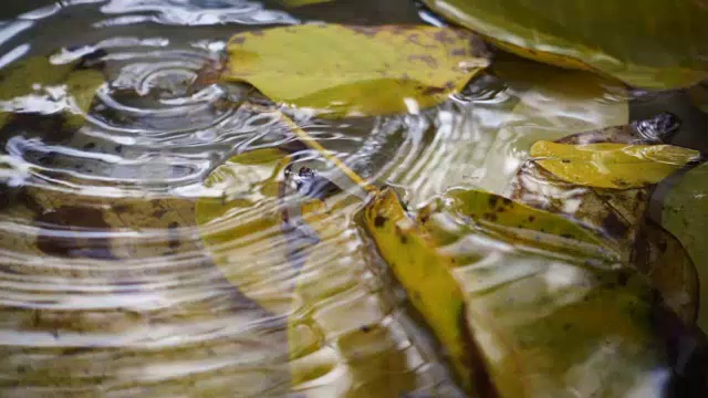 近距离的雨滴落在水坑与黄色的叶子视频素材