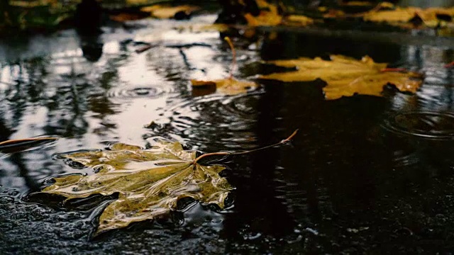 雨点落在带着黄色枫叶的水坑里视频素材