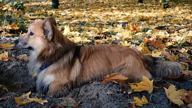 有趣的威尔士柯基犬在户外散步视频素材