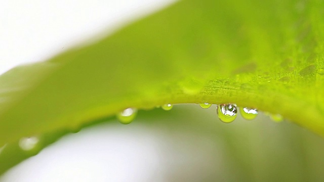 水滴在热带树叶下视频素材