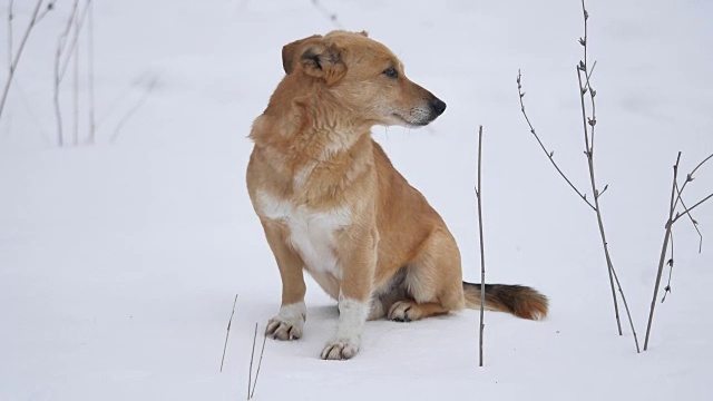 红毛狗坐在雪地上。一只宠物狗坐在户外的雪地上视频素材