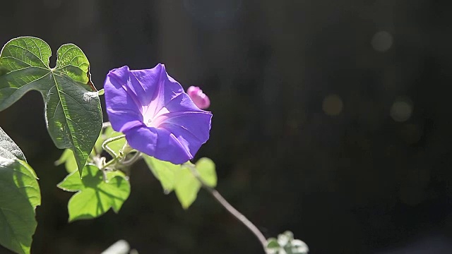 带有拷贝空间的牵牛花视频素材