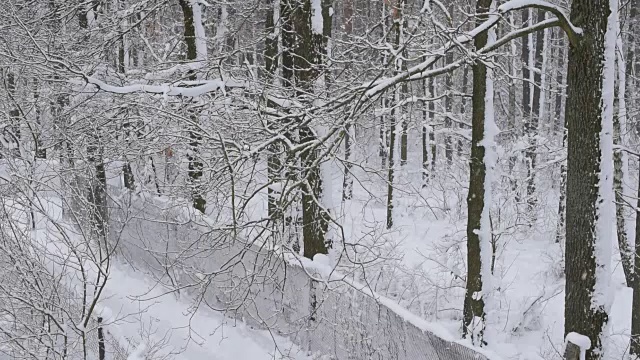 雪花飘落在森林里，白色的背景上有狭窄的道路视频素材