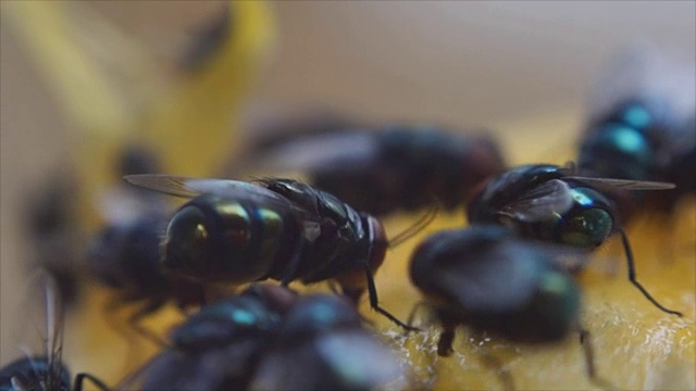 家蝇爬着吃芒果汁视频素材