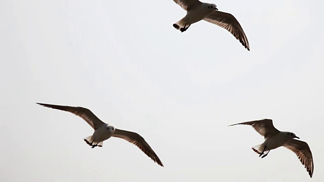 Seabirds /海鸥视频素材