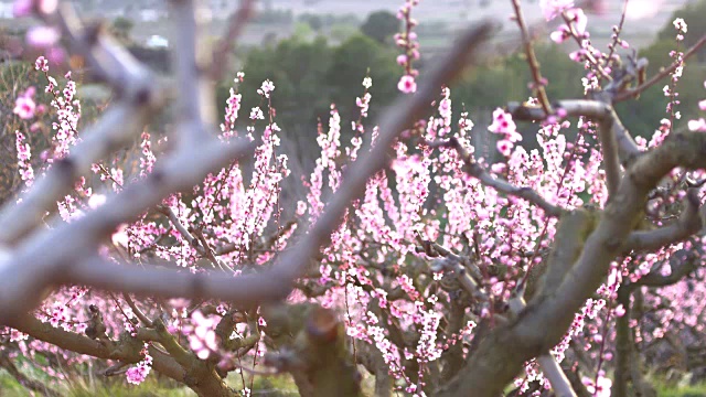 加泰罗尼亚的桃花田视频素材