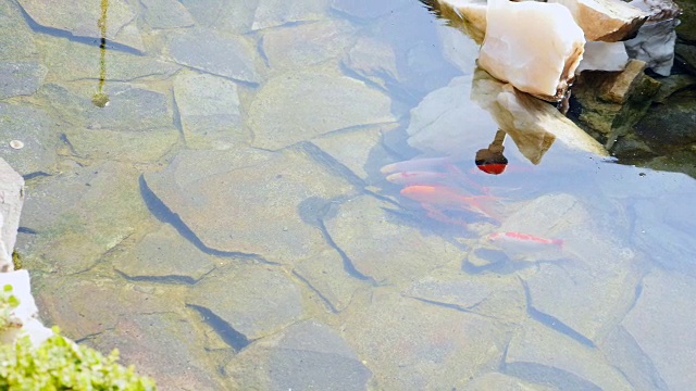 锦鲤在花园池塘里游泳视频素材