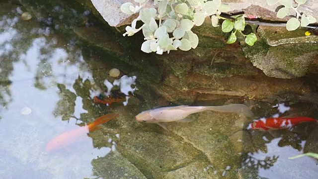 锦鲤在花园池塘里游泳视频素材